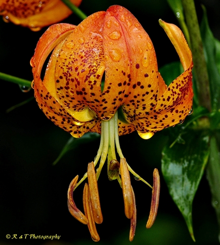 {Lilium superbum}